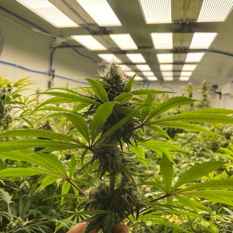 Super sour space candy  growlog photo: Nice buds