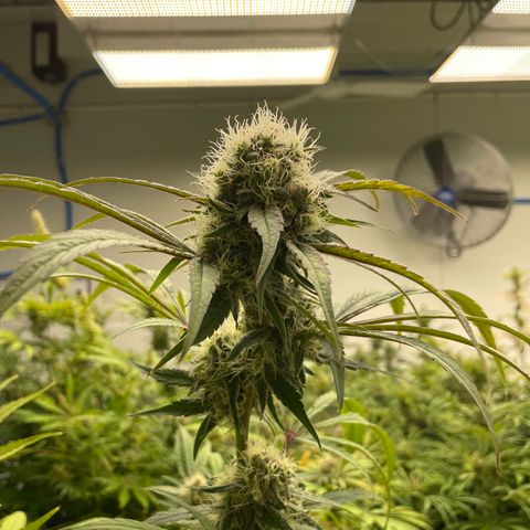 Super sour space candy  growlog photo: Nice buds