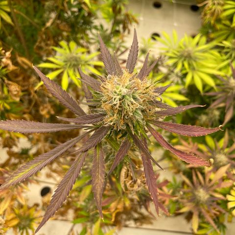 Super sour space candy  growlog photo: Nice buds