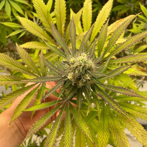 Super sour space candy  growlog photo: Nice buds