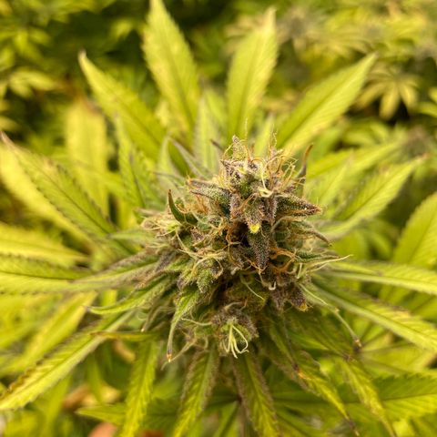 Super sour space candy  growlog photo: Nice buds