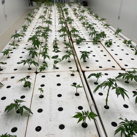 White cbg  growlog photo: Trim day 