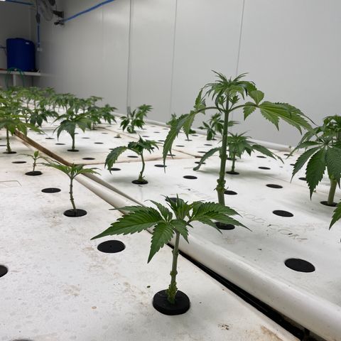 White cbg  growlog photo: Trim day 