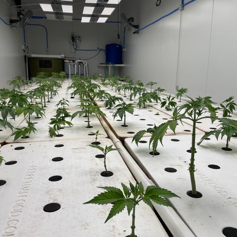 White cbg  growlog photo: Trim day 