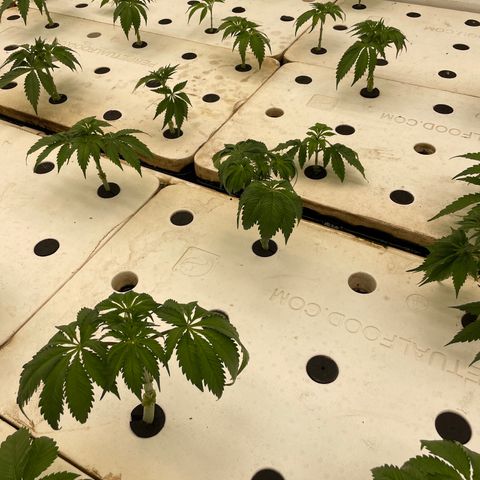 White cbg  growlog photo: Most Recovering nicely a few with the leaves curled down still but should be good by the end of the day 