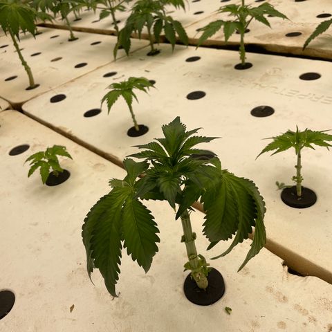 White cbg  growlog photo: Most Recovering nicely a few with the leaves curled down still but should be good by the end of the day 