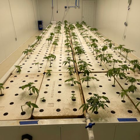 White cbg  growlog photo: Most Recovering nicely a few with the leaves curled down still but should be good by the end of the day 