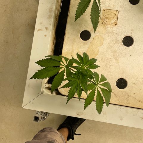 White cbg  growlog photo: Most Recovering nicely a few with the leaves curled down still but should be good by the end of the day 