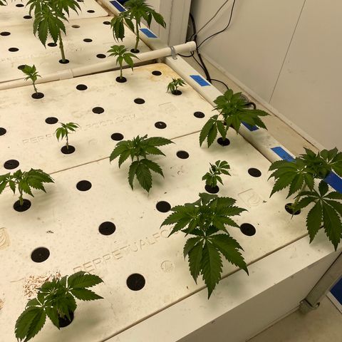 White cbg  growlog photo: Most Recovering nicely a few with the leaves curled down still but should be good by the end of the day 
