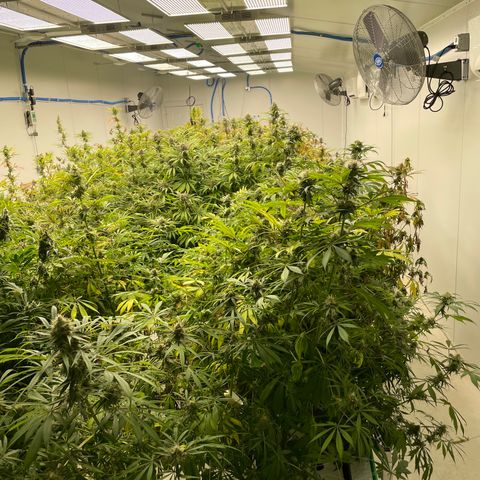 Super sour space candy  growlog timeline photo