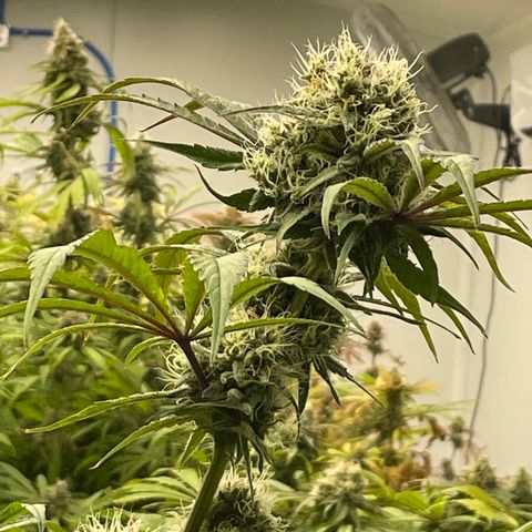 Super sour space candy  growlog timeline photo