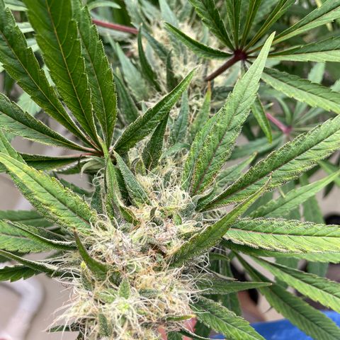 Super sour space candy  growlog timeline photo