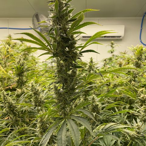 Lifter  growlog timeline photo