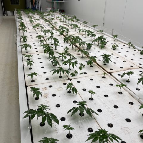 White cbg  growlog photo: Scrog up 