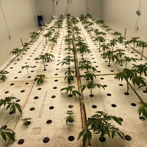 White cbg  growlog photo: Plants all seem to be fully recovered 