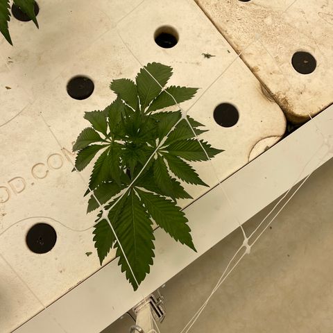 White cbg  growlog photo: Plants all seem to be fully recovered 