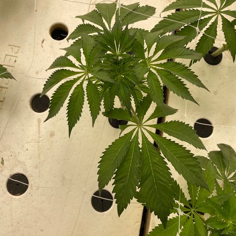 White cbg  growlog photo: Plants all seem to be fully recovered 