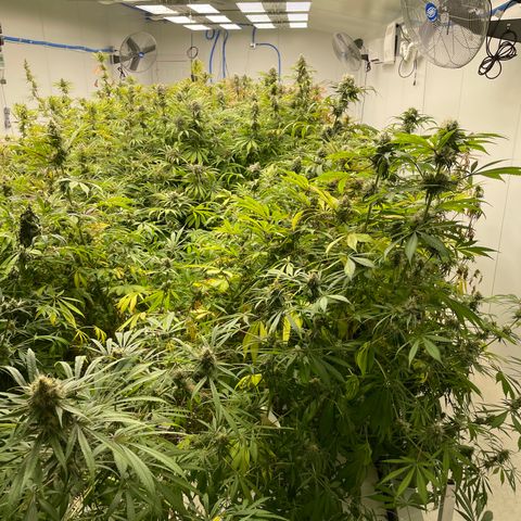 Super sour space candy  growlog timeline photo