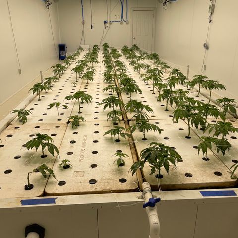 White cbg  growlog timeline photo
