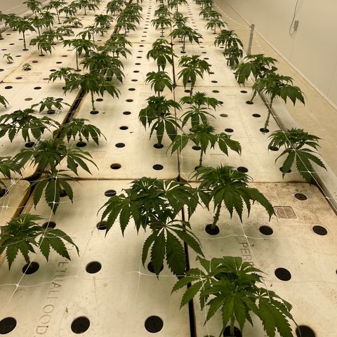 White cbg  growlog timeline photo
