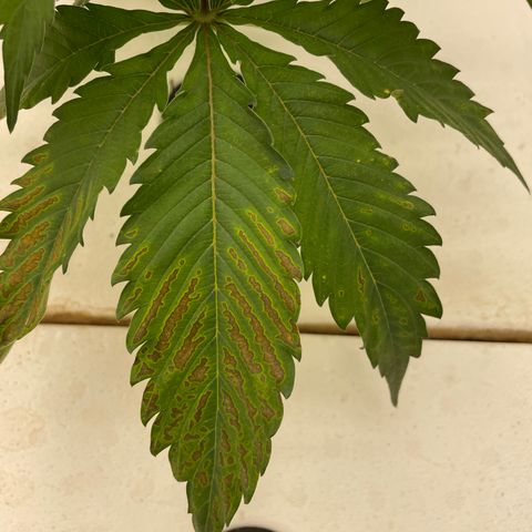 White cbg  growlog photo: Curling and brown spots possible calcium deficiency 