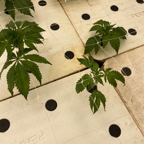 White cbg  growlog photo: Curling and brown spots possible calcium deficiency 