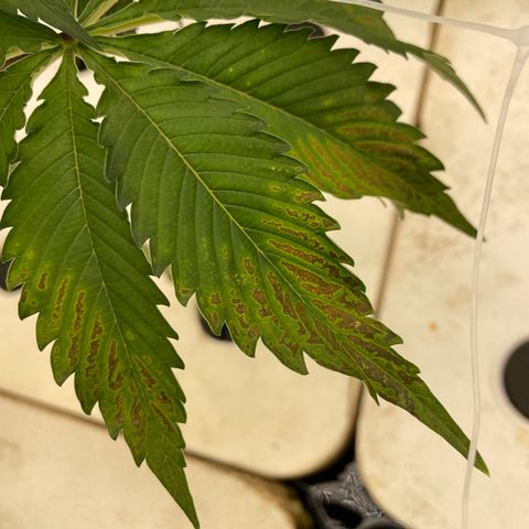 White cbg  growlog photo: Curling and brown spots possible calcium deficiency 