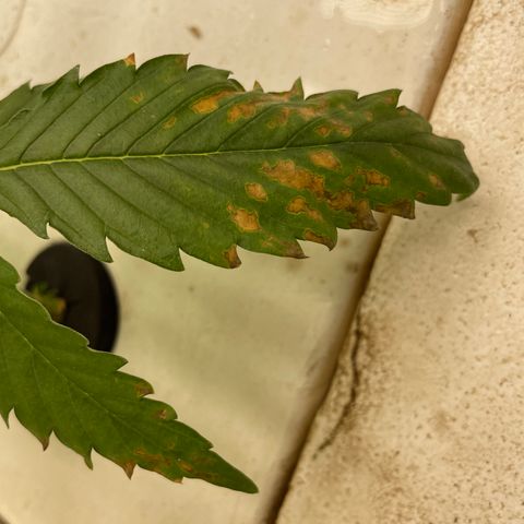 White cbg  growlog photo: Curling and brown spots possible calcium deficiency 