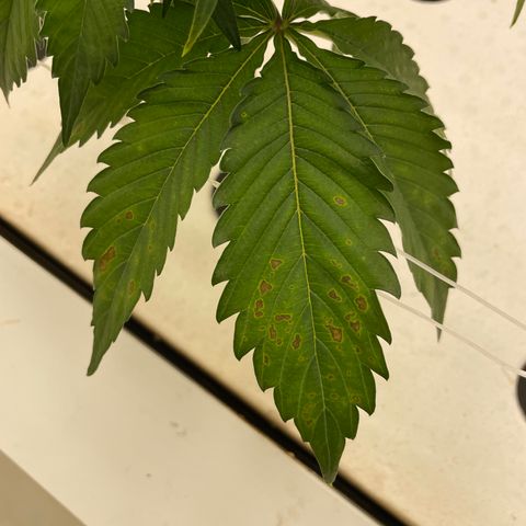 White cbg  growlog photo: Curling and brown spots possible calcium deficiency 