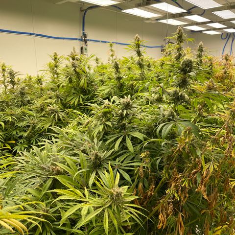 Super sour space candy  growlog timeline photo