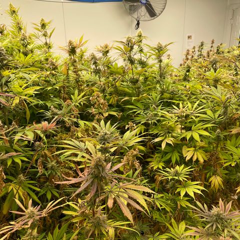 Super sour space candy  growlog timeline photo