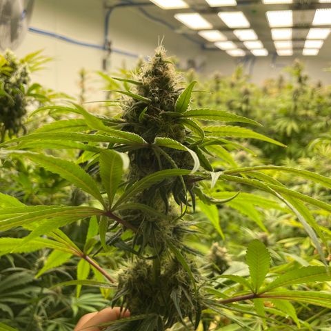 Super sour space candy  growlog timeline photo