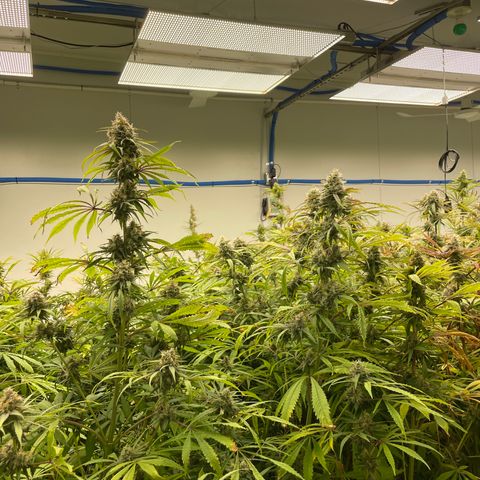 Super sour space candy  growlog timeline photo
