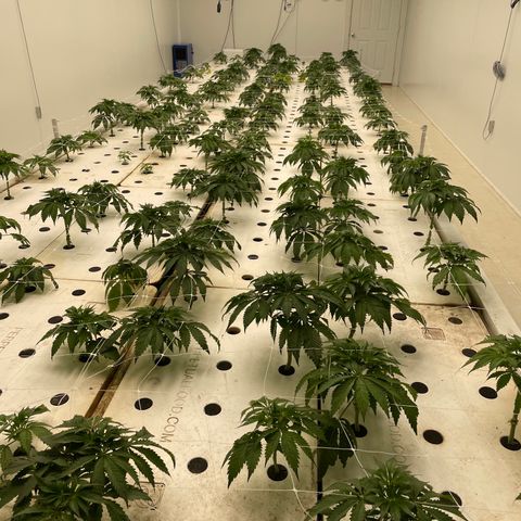 White cbg  growlog photo: Signs of stress rooms hot about 87 plus past 3 days ac restart brings temp back down 