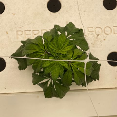 White cbg  growlog photo: Signs of stress rooms hot about 87 plus past 3 days ac restart brings temp back down 