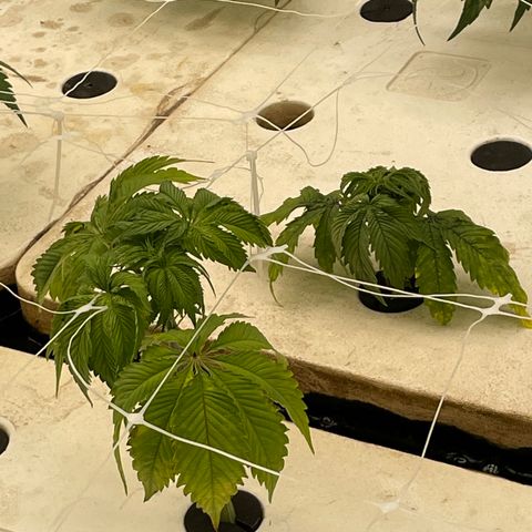 White cbg  growlog photo: Signs of stress rooms hot about 87 plus past 3 days ac restart brings temp back down 
