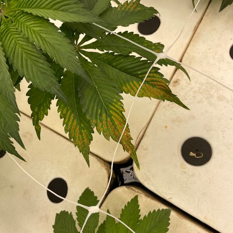 White cbg  growlog photo: Signs of stress rooms hot about 87 plus past 3 days ac restart brings temp back down 
