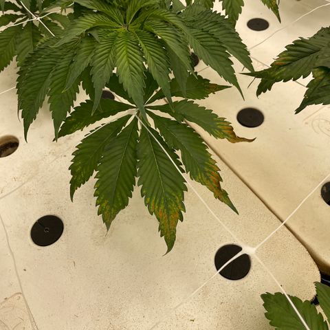White cbg  growlog photo: Signs of stress rooms hot about 87 plus past 3 days ac restart brings temp back down 