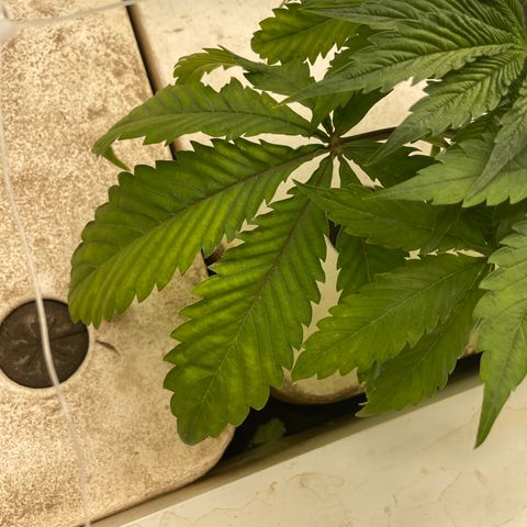 White cbg  growlog timeline photo