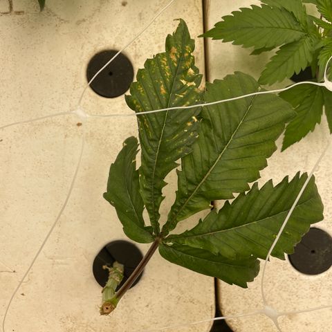 White cbg  growlog timeline photo