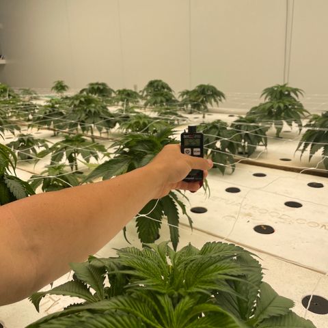 White cbg  growlog photo: Lights all the way up wa trying flower today 