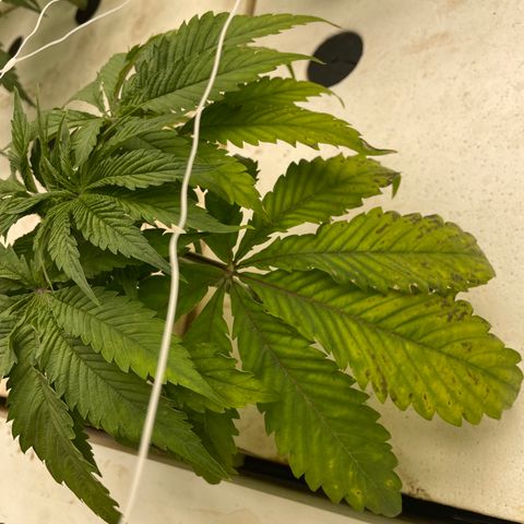 White cbg  growlog timeline photo