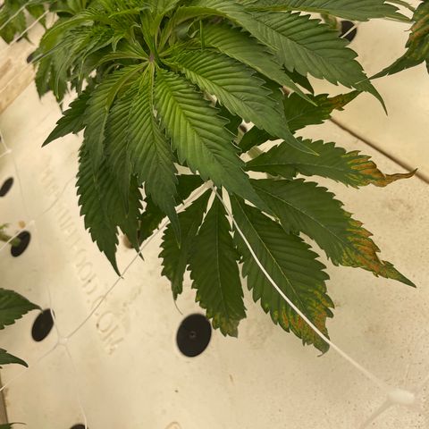 White cbg  growlog timeline photo