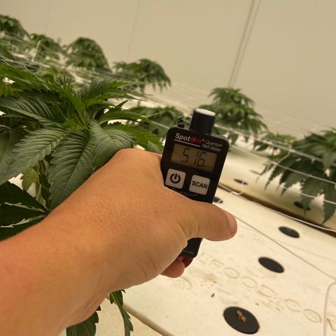White cbg  growlog photo: Lights all the way up wa trying flower today 