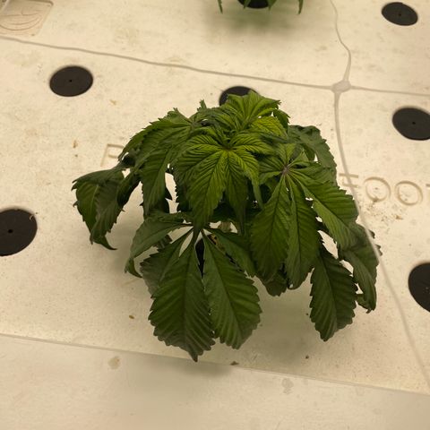 White cbg  growlog timeline photo