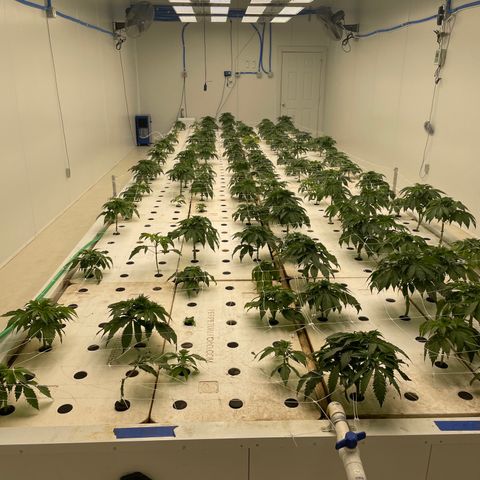 White cbg  growlog timeline photo