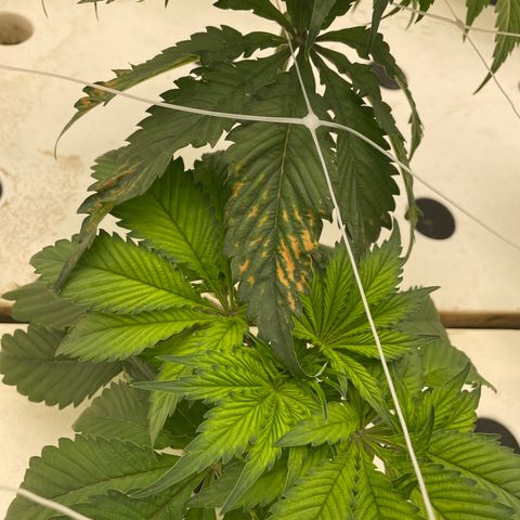 White cbg  growlog timeline photo