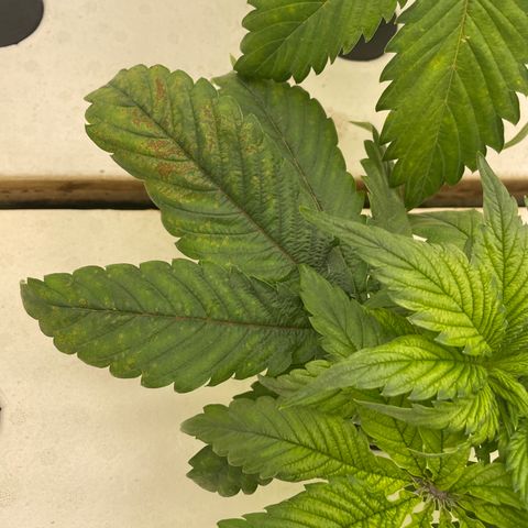 White cbg  growlog timeline photo