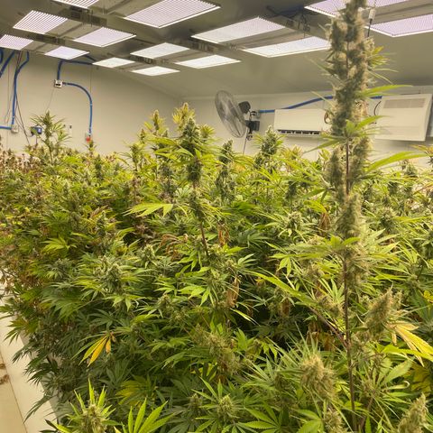 Lifter  growlog photo: Calcium Rick bag added for a couple days ph is bottoming out at 5 already up to 5.2 in 30 mins also signs of thrips rooms coming out in a few days so shouldn’t affect anything but very nice buds 