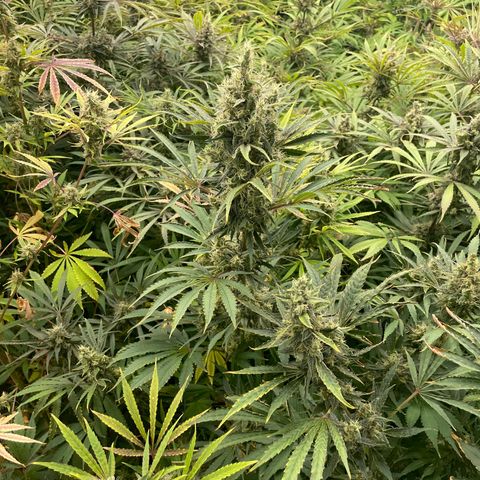 Lifter  growlog photo: Calcium Rick bag added for a couple days ph is bottoming out at 5 already up to 5.2 in 30 mins also signs of thrips rooms coming out in a few days so shouldn’t affect anything but very nice buds 
